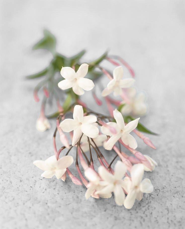 Jasmine Fragrance Oil