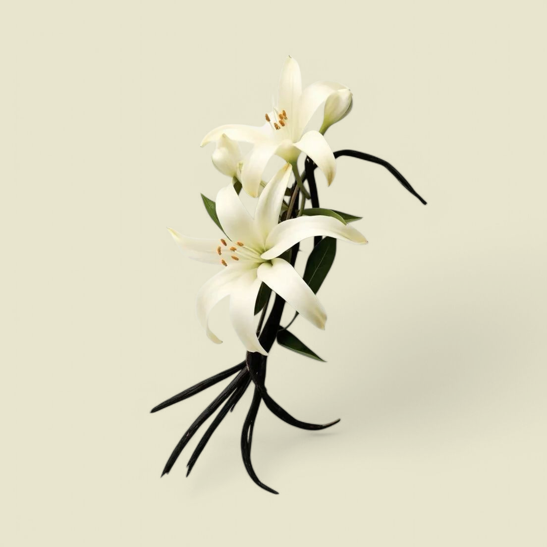 Vanilla Fragrance Oil